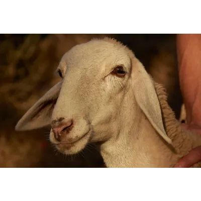 Dorper Ewe, Ready to Breed