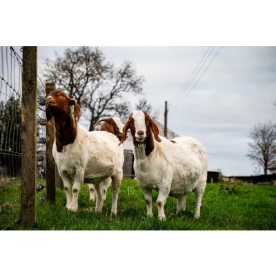 Boer Goat Buck, 8 Months