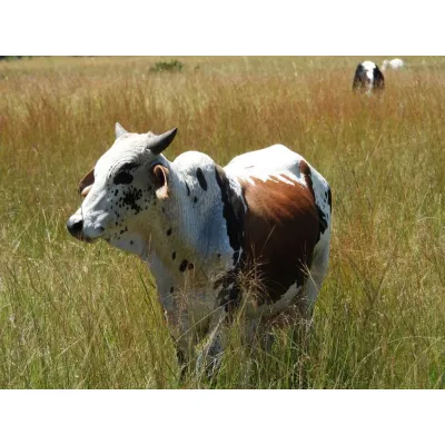 Nguni Weaner Calf