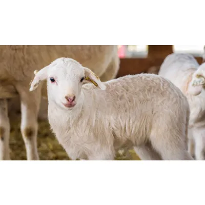 Slaughter Lamb, Live Weight
