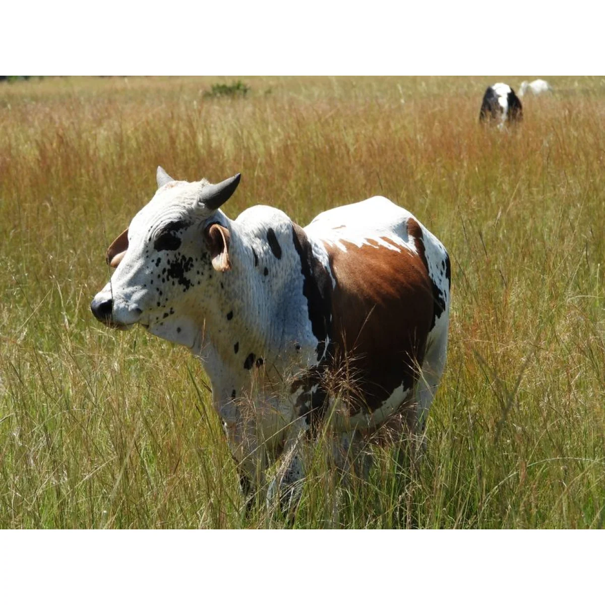 Nguni Weaner Calf