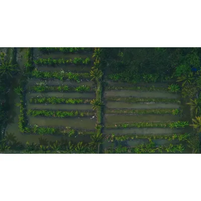 Point-of-Lay Laying Hens