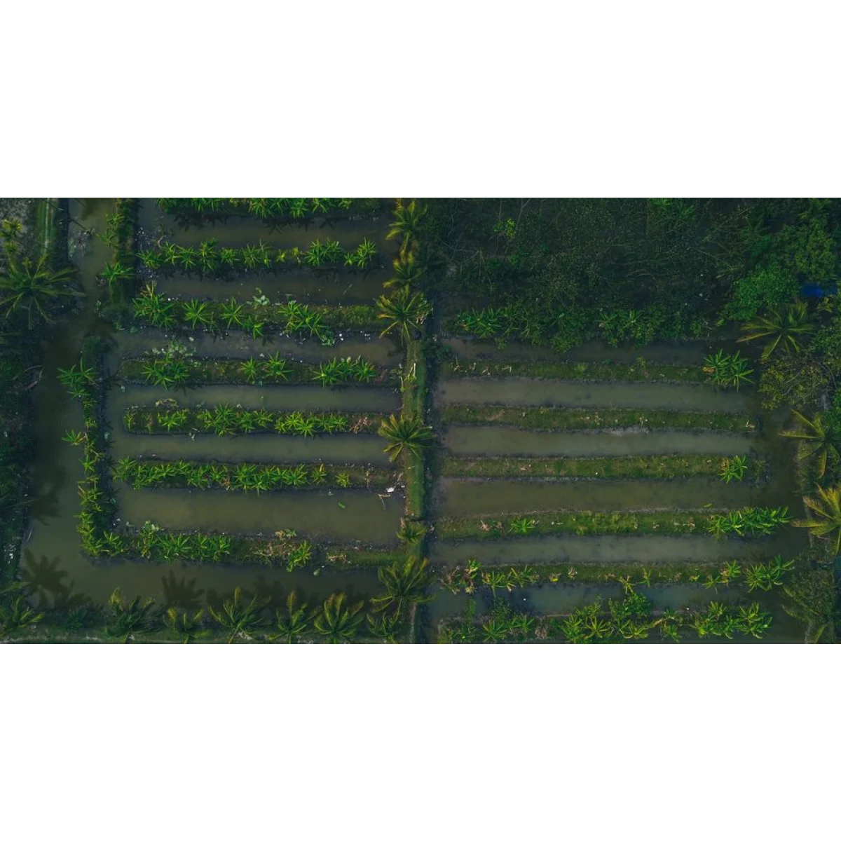 Point-of-Lay Laying Hens